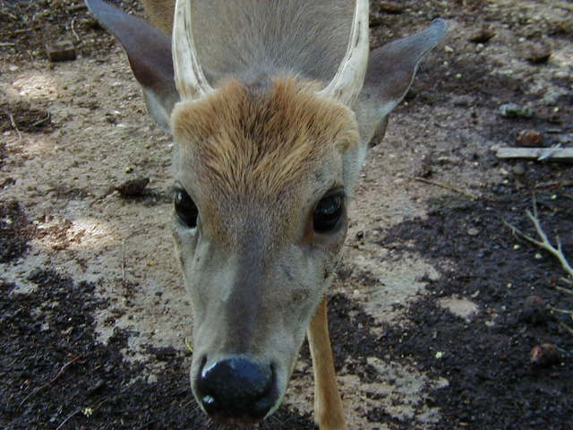 Copyright:Ricardo Jose Mena Baduy, Wikimedia Commons