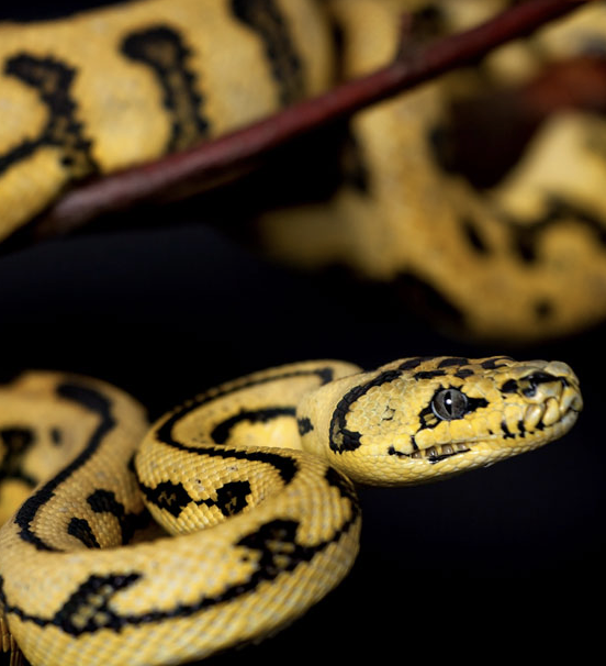 EPO Endorses REPTA Deleterious Gene Policy feature image